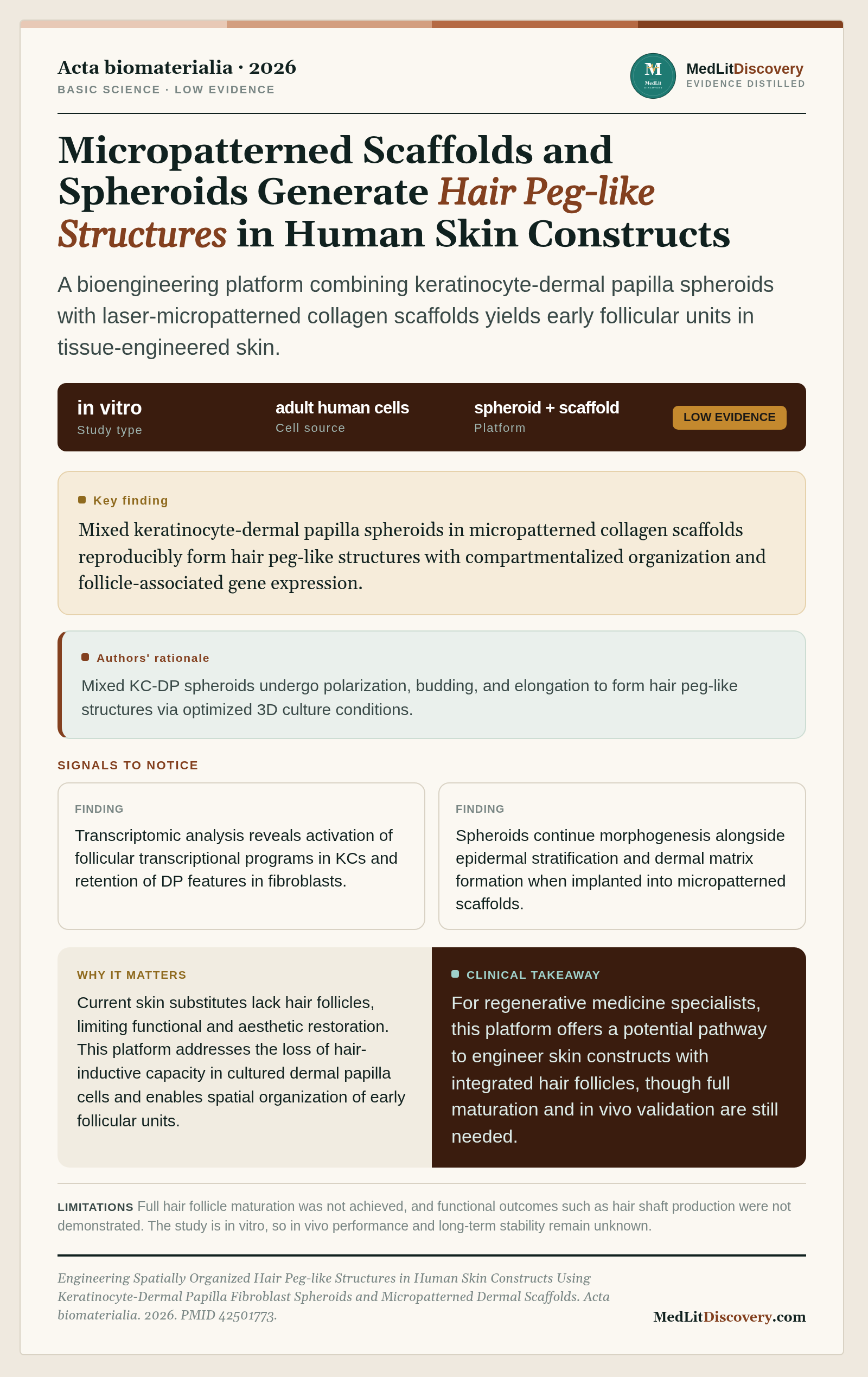 Infographic summary of Engineering Spatially Organized Hair Peg-like Structures in Human Skin Constructs Using Keratinocyte-Dermal Papilla Fibroblast Spheroids and Micropatterned Dermal Scaffolds.