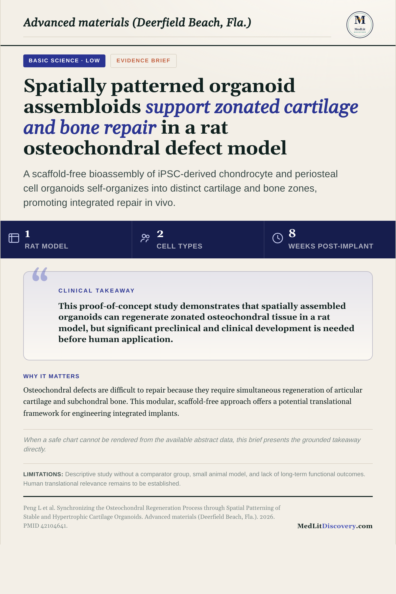 Infographic summary of Synchronizing the Osteochondral Regeneration Process through Spatial Patterning of Stable and Hypertrophic Cartilage Organoids.